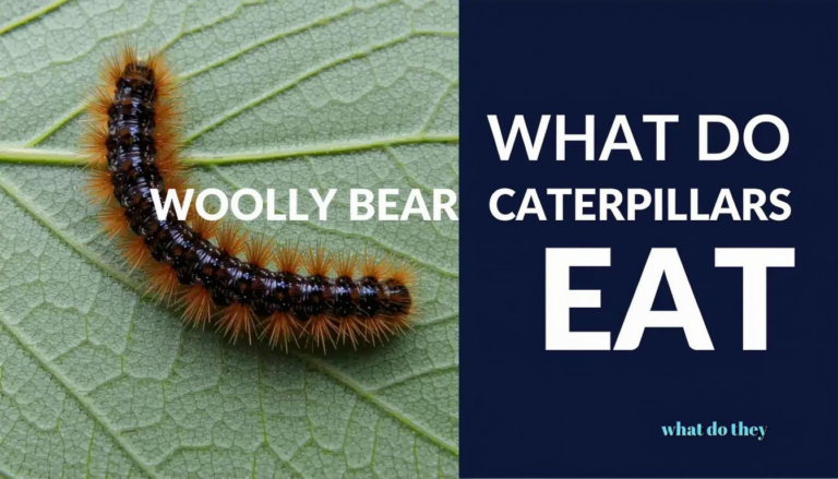 What Do Woolly Bear Caterpillars Eat? Feeding Habits Explained
