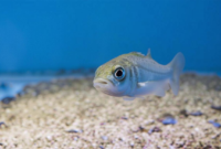 What Do Big Mouth Bass Eat? Best Bait and Natural Diets