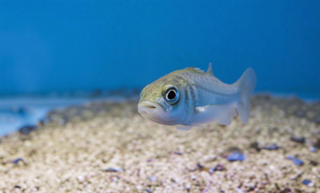What Do Big Mouth Bass Eat? Best Bait and Natural Diets