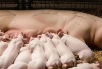 What Do You Feed Pigs? Balanced Diets for Healthy Growth
