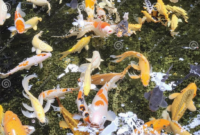 What Does Koi Fish Symbolism Mean? Luck Strength and Prosperity