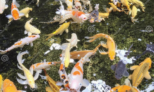 What Does Koi Fish Symbolism Mean? Luck Strength and Prosperity