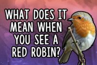What Does It Mean If You See A Red Robin