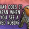 What Does It Mean If You See A Red Robin