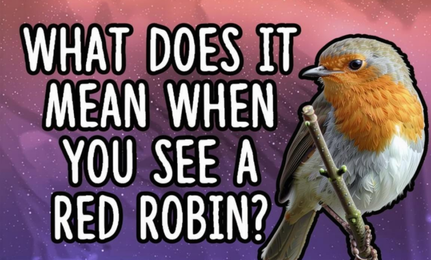 What Does It Mean If You See A Red Robin