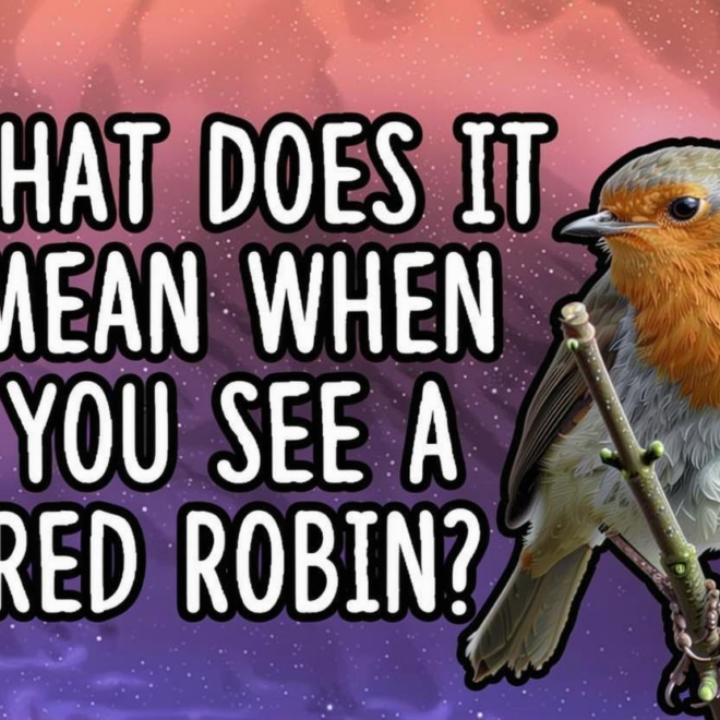 What Does It Mean If You See A Red Robin