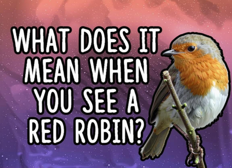 What Does It Mean If You See A Red Robin