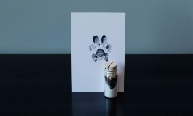 What Do I Do with My Dead Dog? Compassionate Next Steps Explained