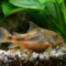 What Do Cory Catfish Eat? Aquarium Feeding and Care Guide