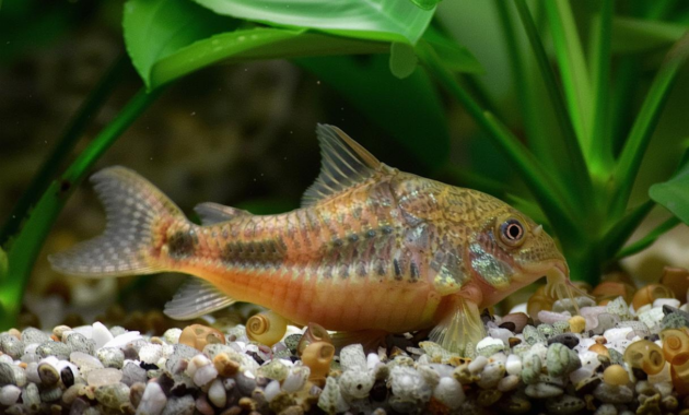 What Do Cory Catfish Eat? Aquarium Feeding and Care Guide