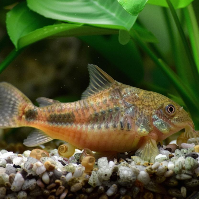 What Do Cory Catfish Eat? Aquarium Feeding and Care Guide