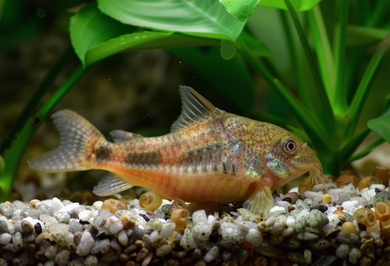 What Do Cory Catfish Eat? Aquarium Feeding and Care Guide