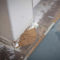 What Do Termites Look Like in Florida? Identification and Damage Signs