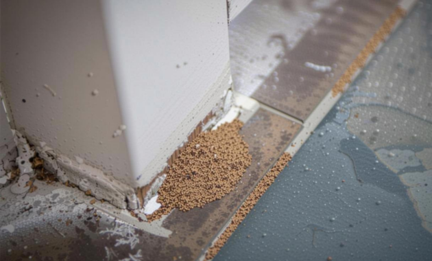 What Do Termites Look Like in Florida? Identification and Damage Signs