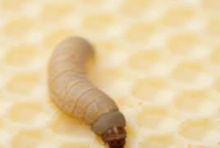 What Do Wax Worms Eat? Feeding Guide and Life Cycle Explained