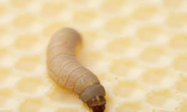 What Do Wax Worms Eat? Feeding Guide and Life Cycle Explained