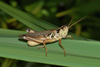 What Does It Mean When A Grasshopper Lands On You