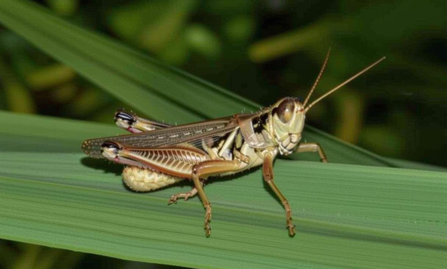 What Does It Mean When A Grasshopper Lands On You