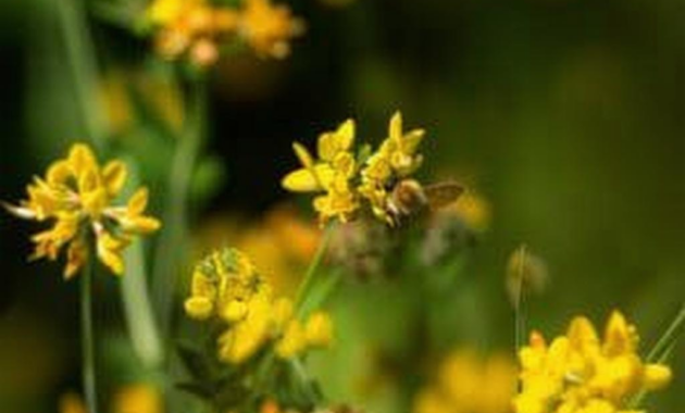 What Does A Dream About Bees Mean