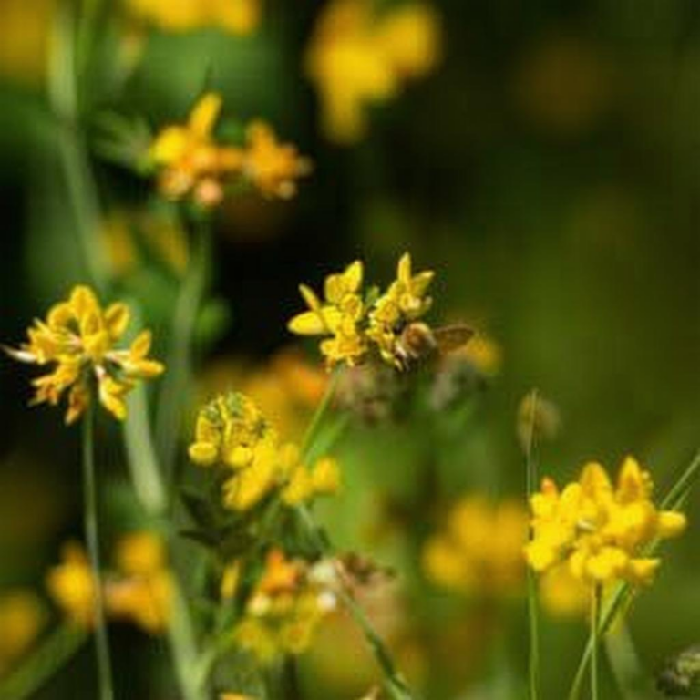 What Does A Dream About Bees Mean