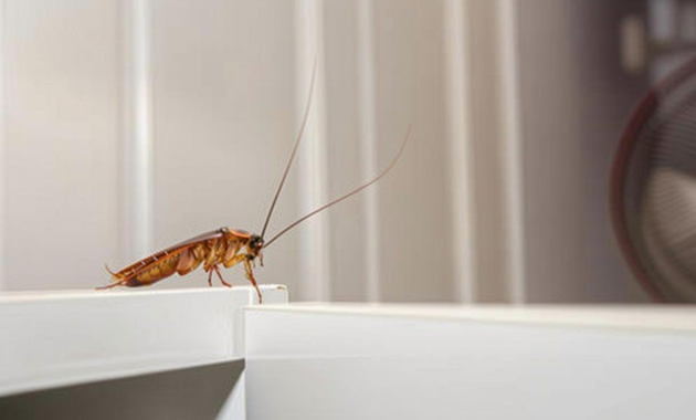 What Do Ant Eggs Look Like? Identification and Nest Clues