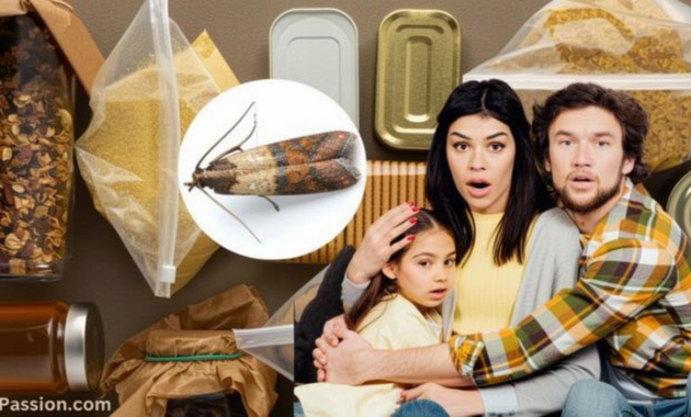 What Do Pantry Moths Eat? Pantry Pests and Prevention Tips