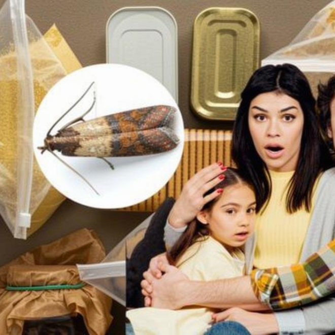 What Do Pantry Moths Eat? Pantry Pests and Prevention Tips