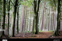 What Do Trees Look Like in Different Seasons? Nature’s Annual Transformation