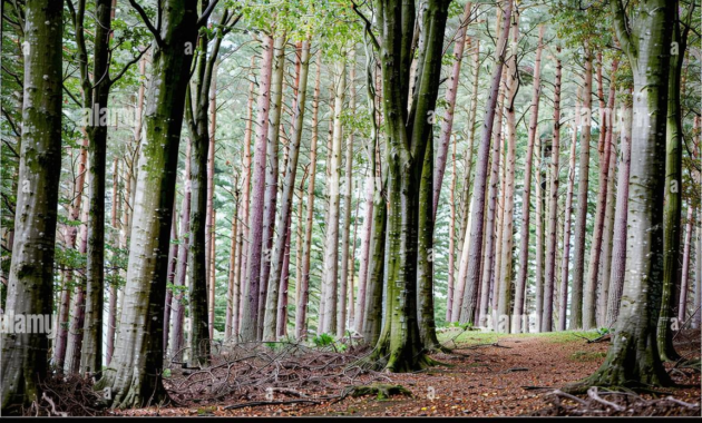 What Do Trees Look Like in Different Seasons? Nature’s Annual Transformation