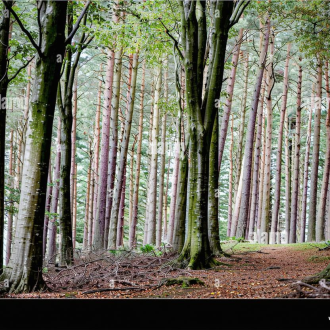 What Do Trees Look Like in Different Seasons? Nature’s Annual Transformation