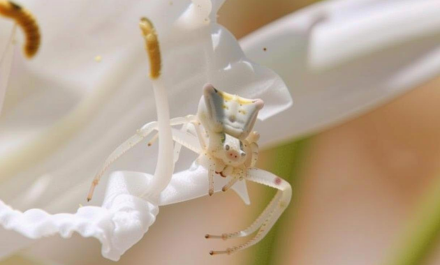 What Does A White Spider Mean