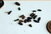 What Do Opossum Droppings Look Like? Backyard Pest Identification Guide