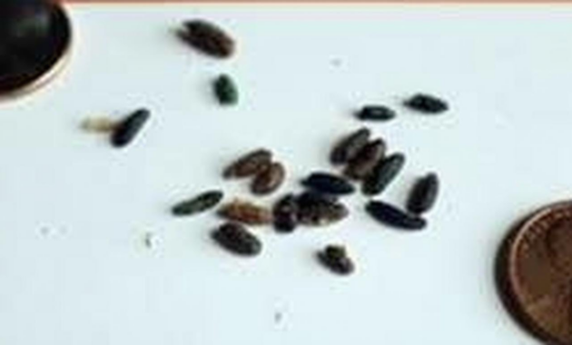 What Do Opossum Droppings Look Like? Backyard Pest Identification Guide