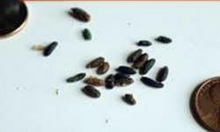 What Do Opossum Droppings Look Like? Backyard Pest Identification Guide