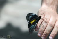 What Does It Mean When a Butterfly Lands on You? Spiritual Meaning