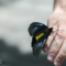 What Does It Mean When a Butterfly Lands on You? Spiritual Meaning