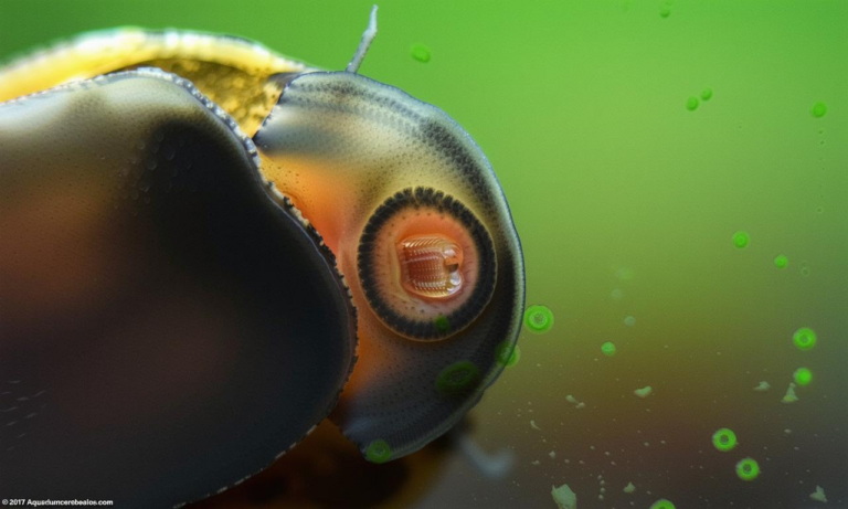 What Do Nerite Snails Eat? Algae Control and Tank Care Guide