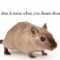 What Does It Mean When You Dream About Rats