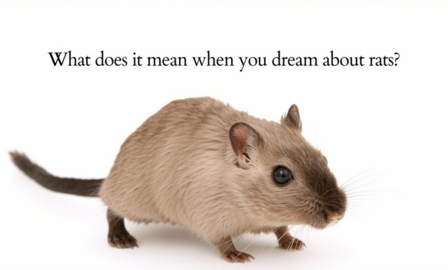 What Does It Mean When You Dream About Rats
