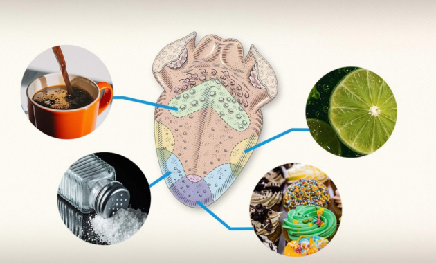 What Do People Taste Like? Science Sensation and Curiosity Explained