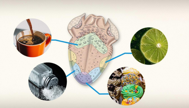 What Do People Taste Like? Science Sensation and Curiosity Explained