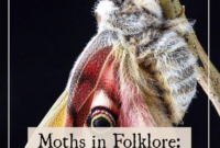What Do Moths Represent? Spiritual Meaning and Folklore Insights
