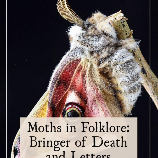 What Do Moths Represent? Spiritual Meaning and Folklore Insights
