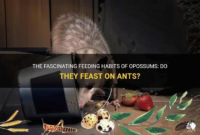 What Do Opossums Eat? Natural Diets and Urban Feeding Habits