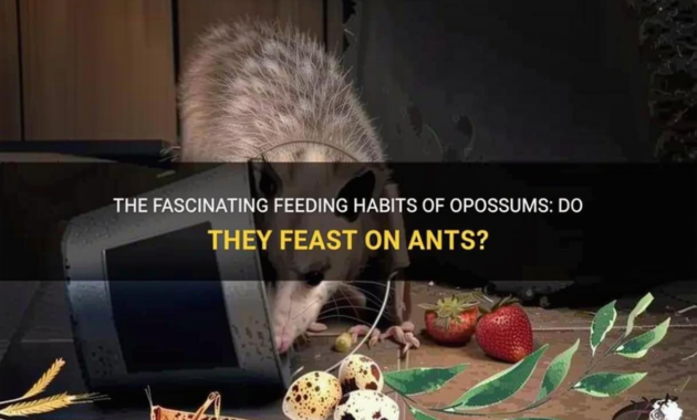 What Do Opossums Eat? Natural Diets and Urban Feeding Habits