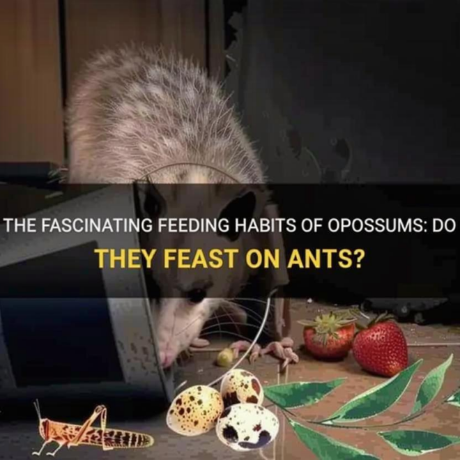What Do Opossums Eat? Natural Diets and Urban Feeding Habits
