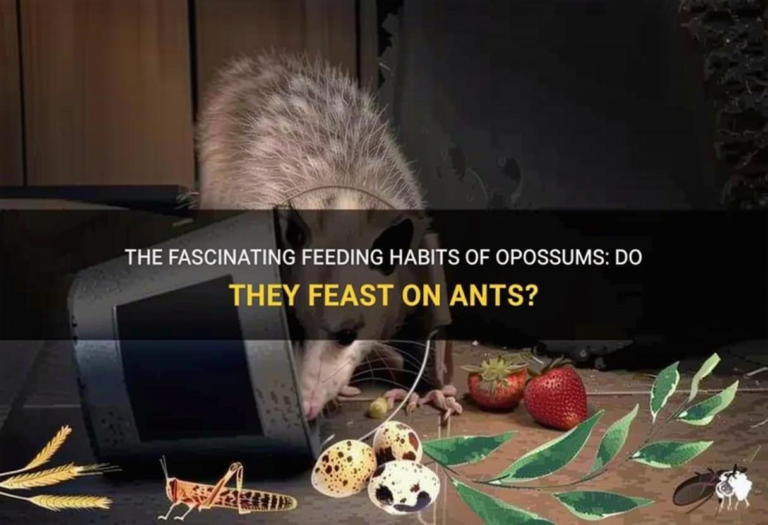 What Do Opossums Eat? Natural Diets and Urban Feeding Habits