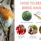 How to Keep Birds Out of Buildings: Humane Prevention Methods