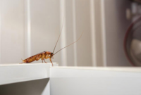 What Do Cockroaches Need to Survive? Why They’re So Hard to Kill