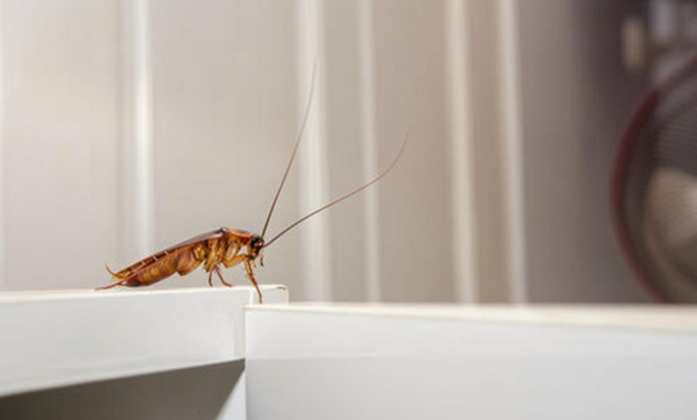 What Do Cockroaches Need to Survive? Why They’re So Hard to Kill